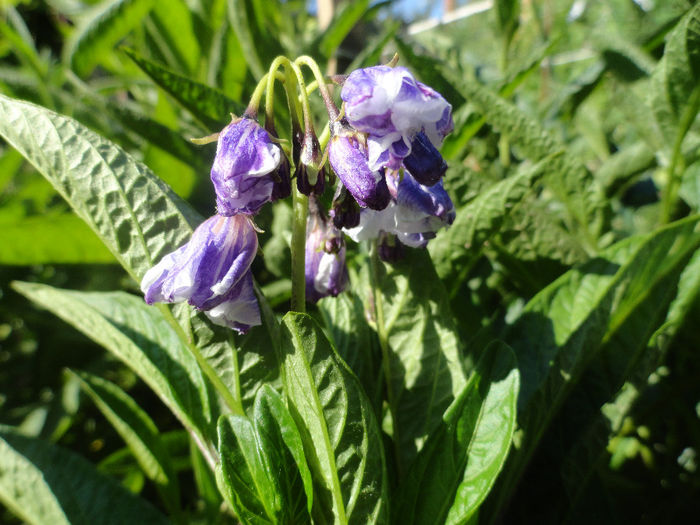 flori de pepino gold