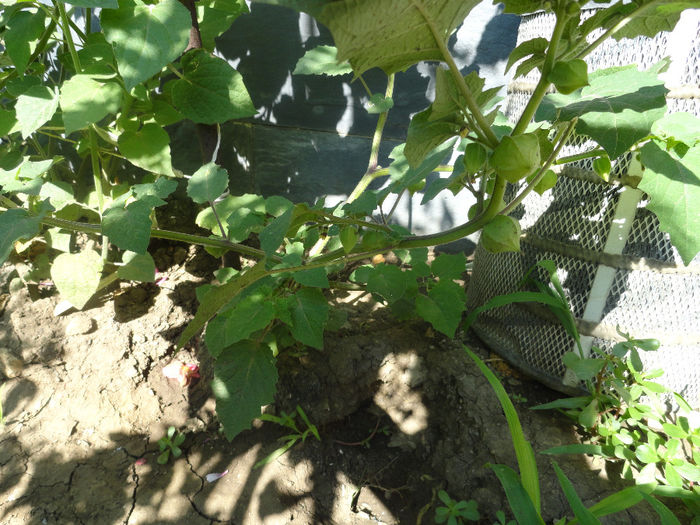 phisalis peruviana 2013; lampinion chinezesc
