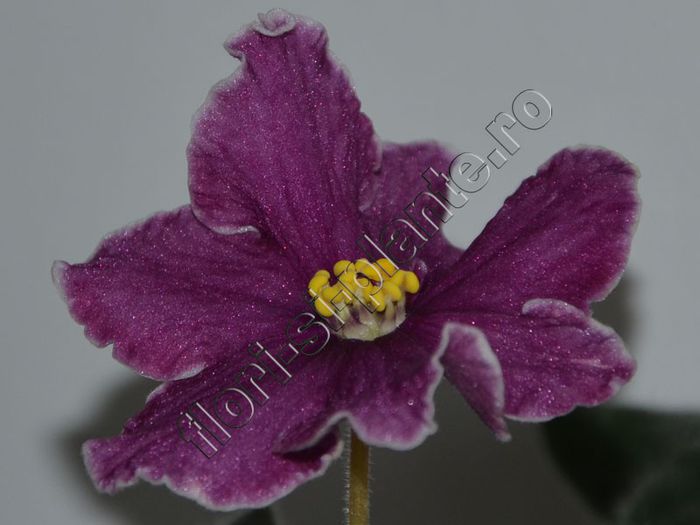 Saintpaulia Cherries n Cream - VIOLETE AFRICANE - Saintpaulia - II