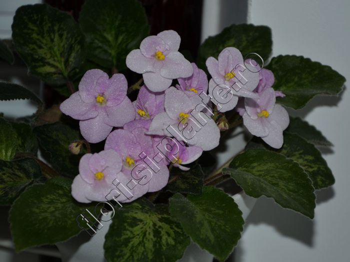 Saintpaulia Genetic Blush - VIOLETE AFRICANE - Saintpaulia - II