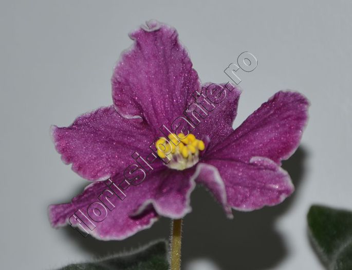 Saintpaulia Cherries n Cream - VIOLETE AFRICANE - Saintpaulia - II