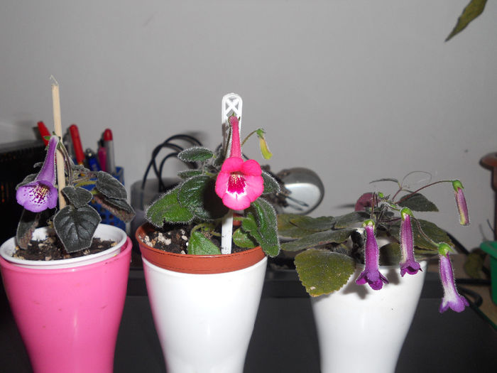 ianuarie2014.12 (80)