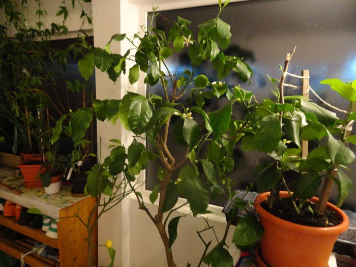 2014 ian. lamai inflorit 1000ron