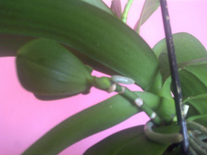 are si un pui merge cam greu - Orhidee 2014