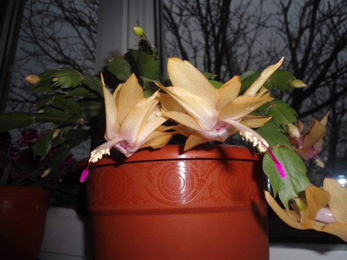 schlumbergera 01 - flori de apartament 2014