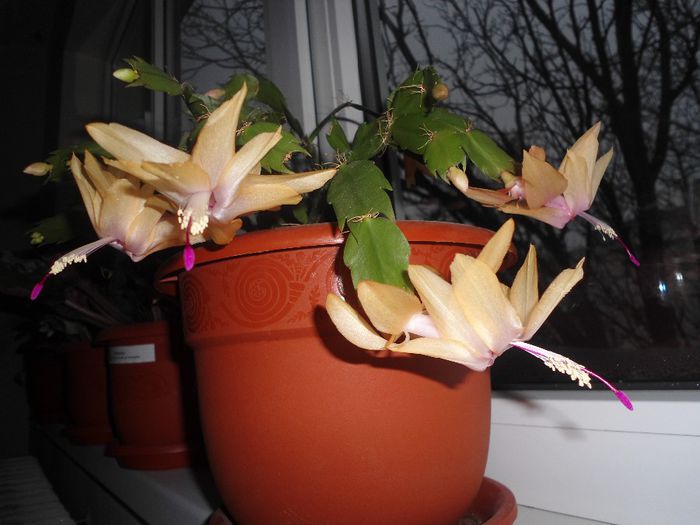 schlumbergera 02 - flori de apartament 2014