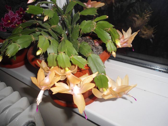 schlumbergera 03