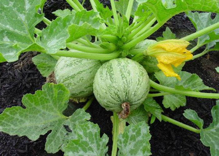 Dovlecel zucchini  Ronde De Nice - De vanzare seminte -legume-mirodenii-flori-arbori