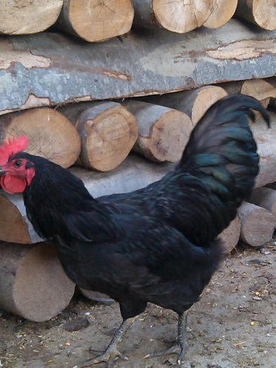 IMG_20131026_155159 - AUSTRALORP