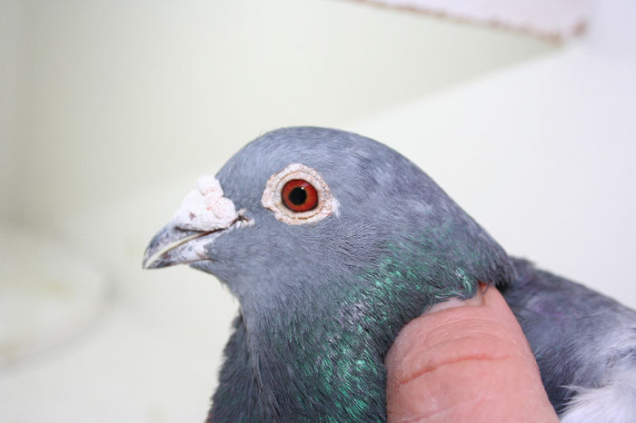 2146460-10M - 14__LOTUL_de_ZBOR_MATURI