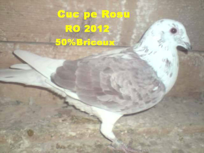 Rosu Baltat RO 2012 - 6-Amintirii