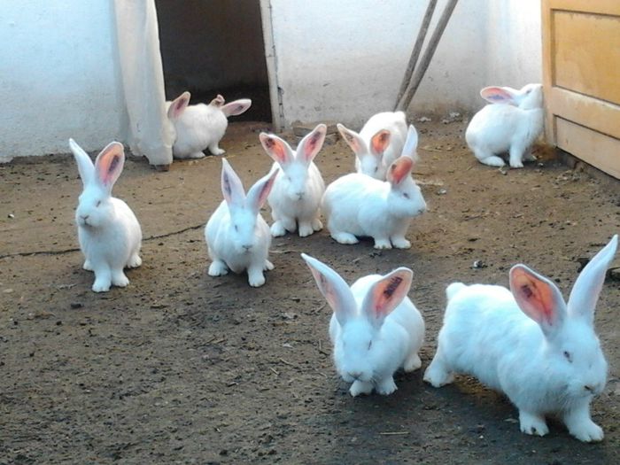 acesti pui sint de la o singura iepurita - Iepuri urias alb la 3 luni de vinzare