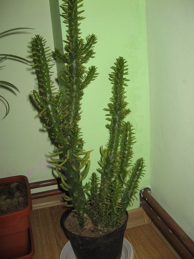 cactusi 009