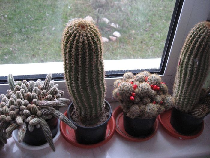 cactusi 010 - cactusii iarna