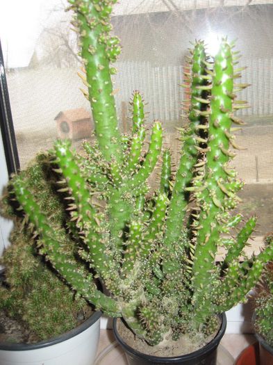 cactusi 013 - cactusii iarna
