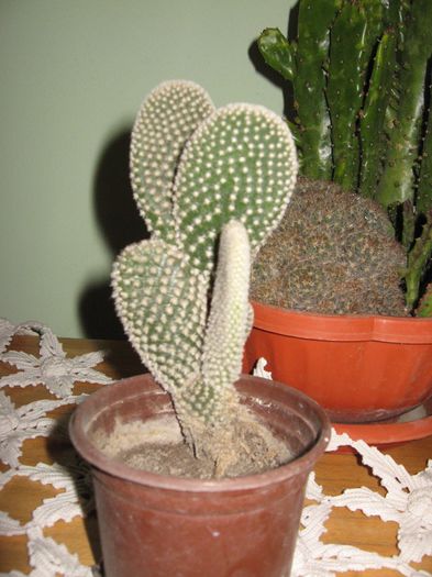 cactusi 018 - cactusii iarna