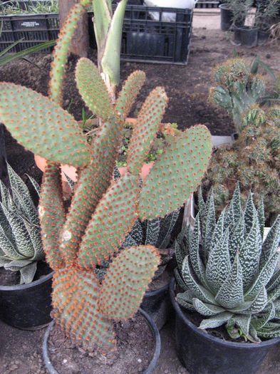 cactusi 019 - cactusii iarna