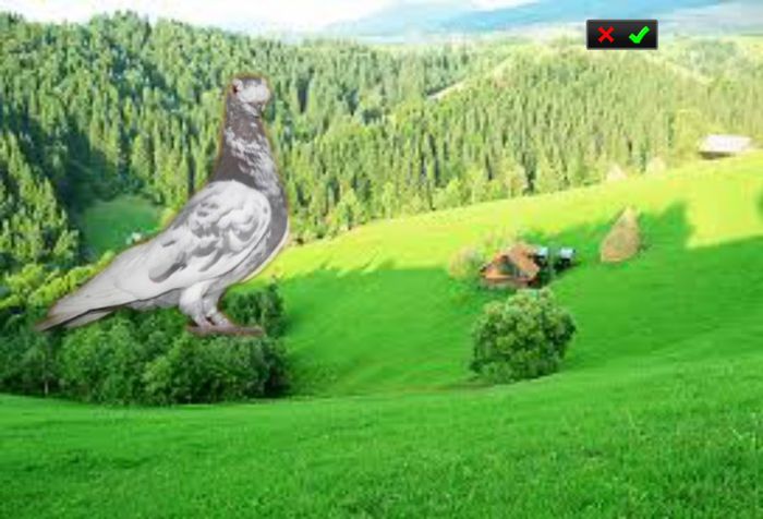 carunculat de oradea - Carunculat de oradea