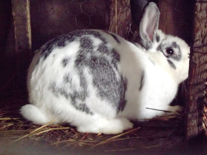 mineru. a murit in 2013, a facut o infectie la un ochi.a fost un mascul foarte bun - I--- iepuri