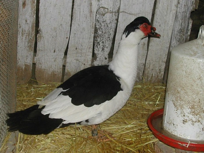 Warzenente10herzschecken