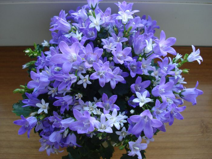 DSC06095 - Campanula