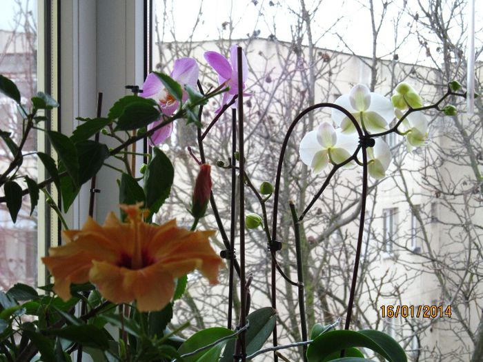 IMG_4839 - Florile din balcon