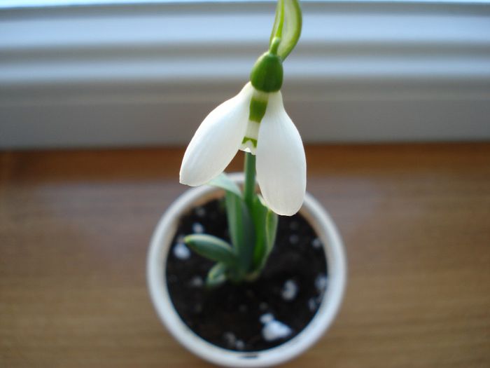 DSC06089 - Galanthus nivalis