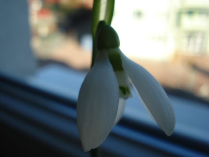 DSC06090 - Galanthus nivalis