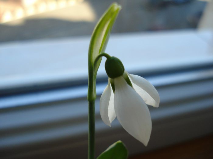 DSC06091 - Galanthus nivalis