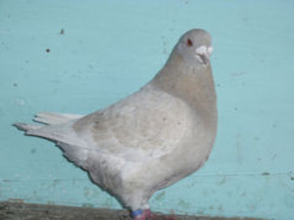 94497053_EPDYVJJ3 - m---PORUMBEI VANDUTI