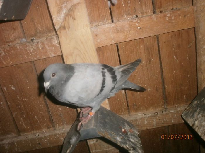 P7010056