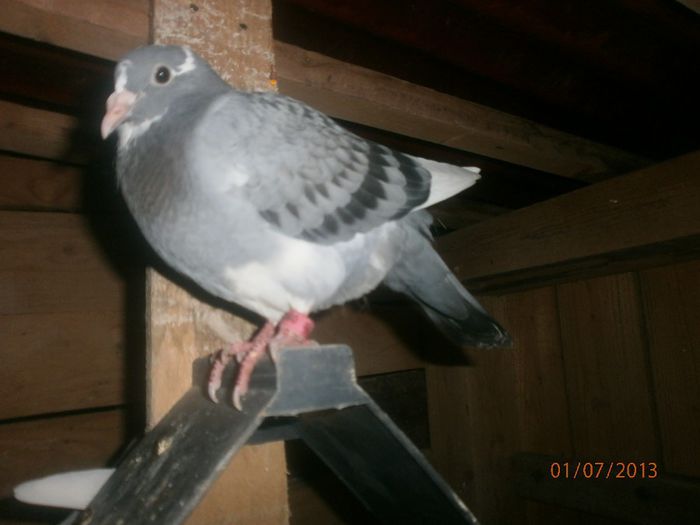 P7010062