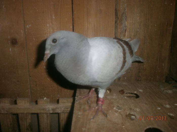 P7010130