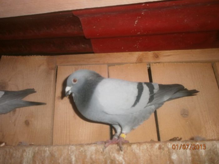 P7010135