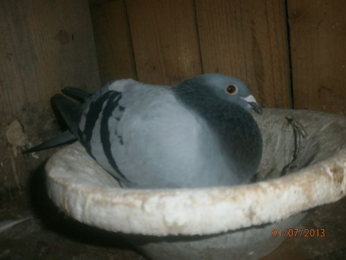 P7010203