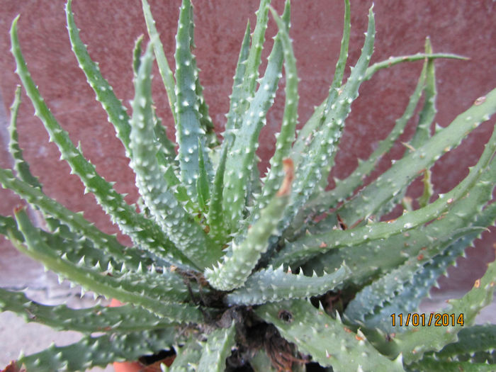 Aloe Humilis - Si citeva ghivece
