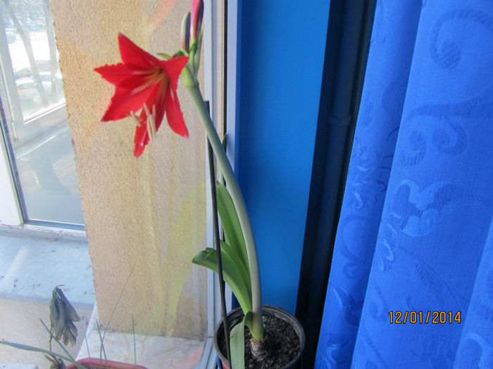 Amaryllis