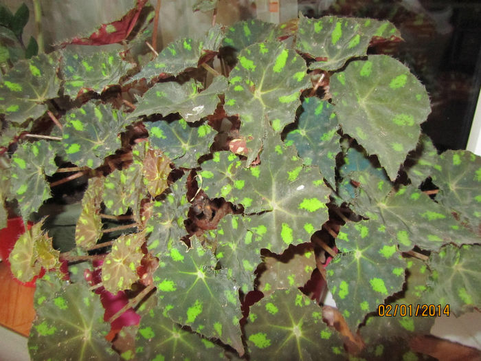 Begonia 1