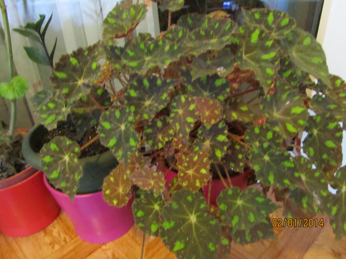 Begonia 2