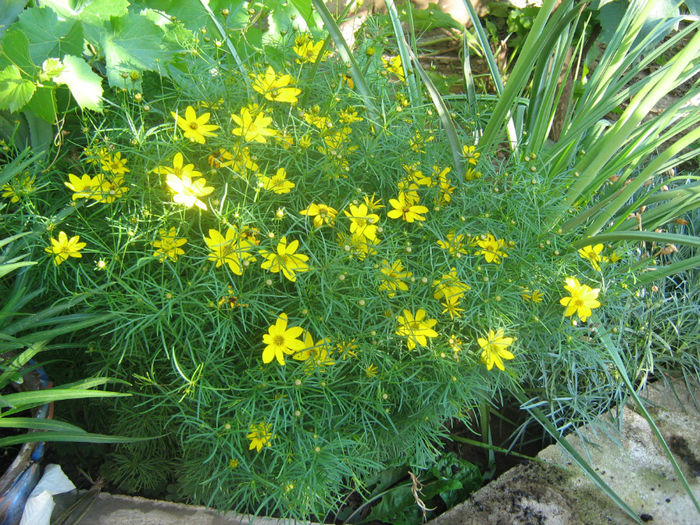 Coreopsis Zagreb