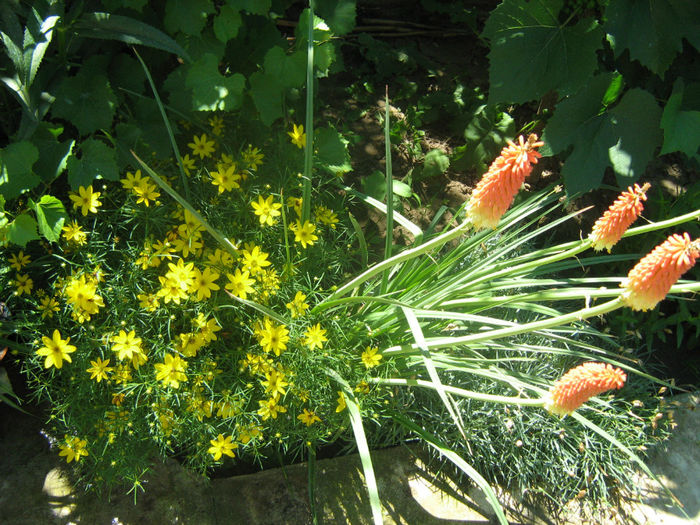 Coreopsis si Tritoma - 08-O minunatie de floare-Coreopsis Zagreb