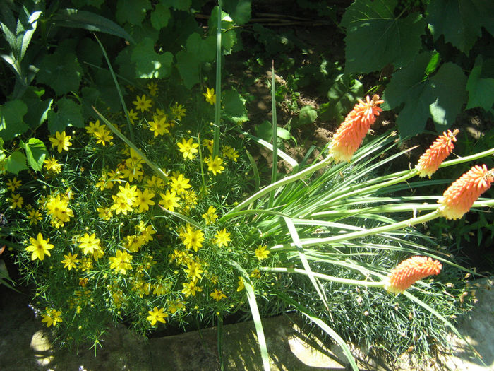 Coreopsis si Tritoma