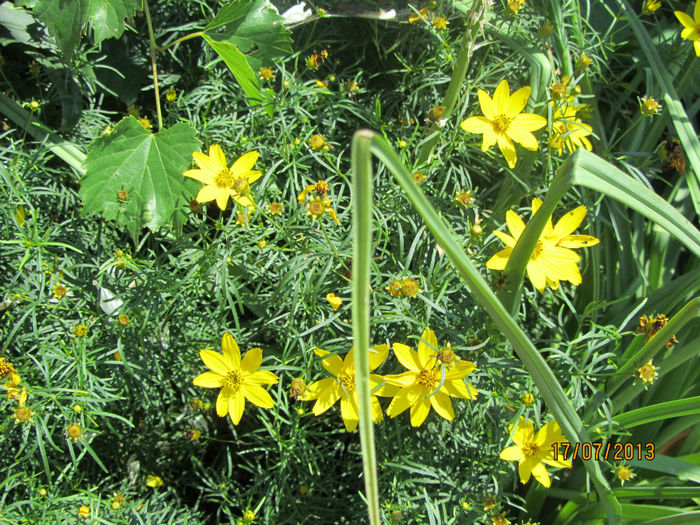 Coreopsis