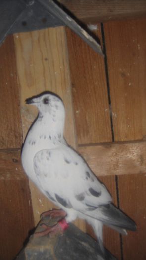 DSC03616