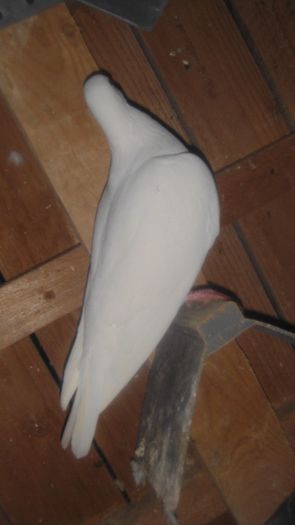 DSC03618