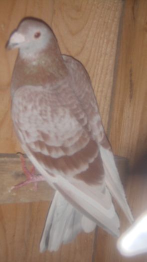 DSC03626