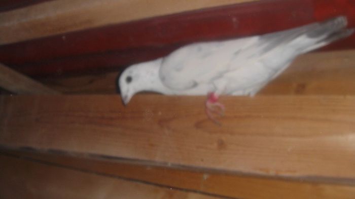 DSC03639