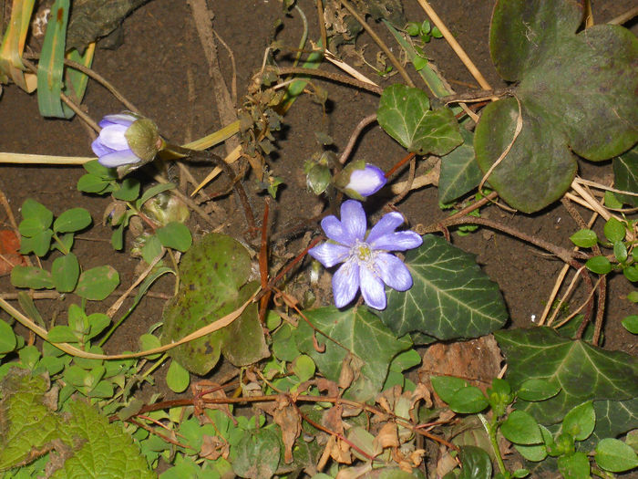 hepatica; Prima plantuta inflorita in acest an :)
