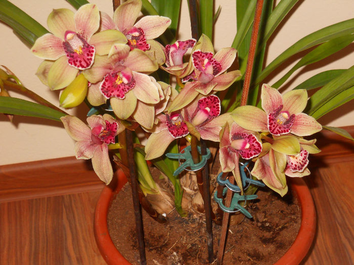 DSCN0252_020 - cymbidium 2013-2014