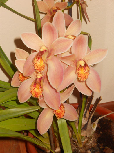 DSCN0257_025 - cymbidium 2013-2014